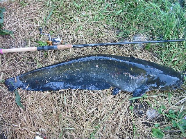 wels catfish - Silurus Glanis - 107cm, 9kg