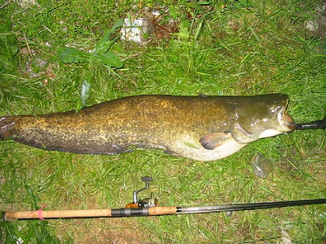 wels catfish - Silurus Glanis - 110cm, 12.6kg