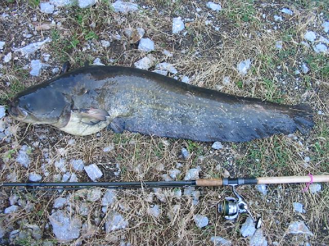 wels catfish - Silurus Glanis - 111cm, 12.6kg
