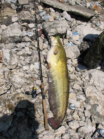wels catfish - Silurus Glanis - 121cm, 13.2kg